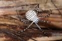 Argiope_trifasciata_D3237_Z_85_Valle Gran Rey_Spanje